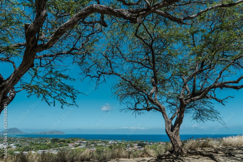 Prosopis pallida is a species of mesquite tree. kiawe. huarango (in its native South America) and American carob.  Kahala Lookout, Diamond Head, Honolulu, Oahu, Hawaii