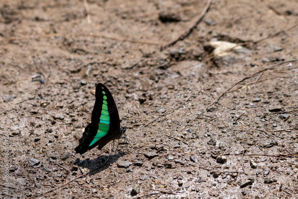 Triangular Swallowtail Graphium sarpedon, the common bluebottle or blue triangle, is a species ...