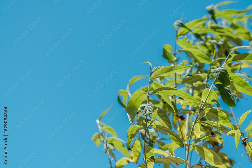 Obraz premium Buddleja asiatica is a somewhat tender deciduous shrub, Diamond Head Crater, Honolulu, Oahu, Hawaii