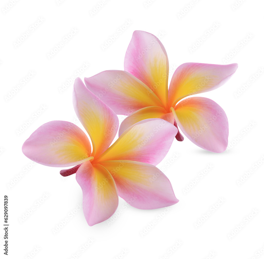 Naklejka premium plumeria rubra flower isolated on white background