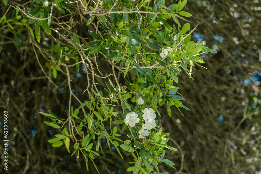 Tabebuia berteroi, Tabebuia is a genus of flowering plants in the