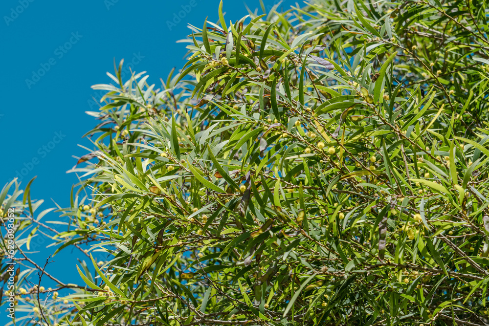 Acacia confusa is a perennial tree native to SouthEast Asia. acacia