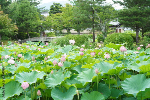 kyoto garden japane japanese osaka