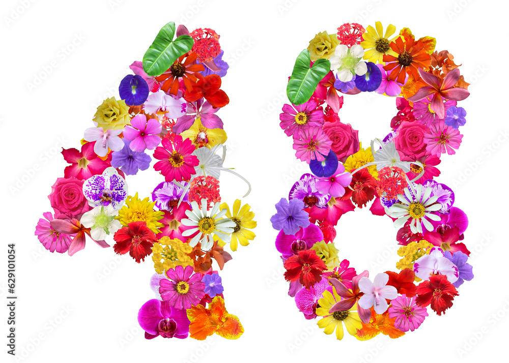 The shape of the number 48 is made of various kinds of flowers petals isolated on transparent background. suitable for birthday, anniversary and memorial day templates The shape of the number 48 is made of various kinds of flowers petals isolated on transparent background. suitable for birthday, anniversary and memorial day templates