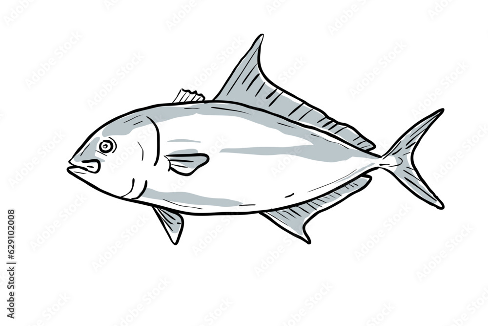 Cartoon style drawing sketch illustration of a Almaco Jack or Seriola Rivoliana fish of the Gulf of Mexico on isolated white background.
