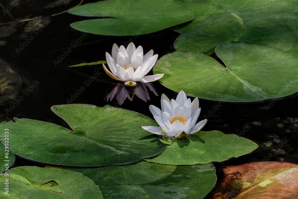 White water lily (Nymphaea alba L.) also commonly known as water lily or water lily - a species of perennial from the Nymphaeaceae family White water lily (Nymphaea alba L.) also commonly known as water lily or water lily - a species of perennial from the Nymphaeaceae family