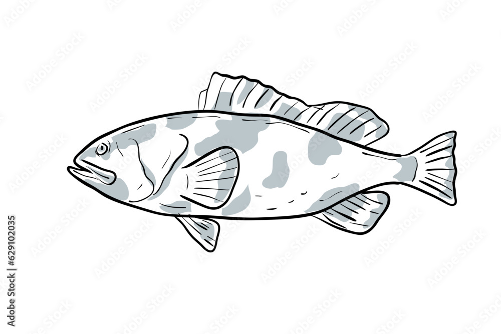 Cartoon style drawing sketch illustration of a Red Grouper or Epinephelus morio, Grouper, Cherna americana, Negre fish of the Gulf of Mexico on isolated white background.
Cartoon style drawing sketch illustration of a Red Grouper or Epinephelus morio, Grouper, Cherna americana, Negre fish of the Gulf of Mexico on isolated white background.