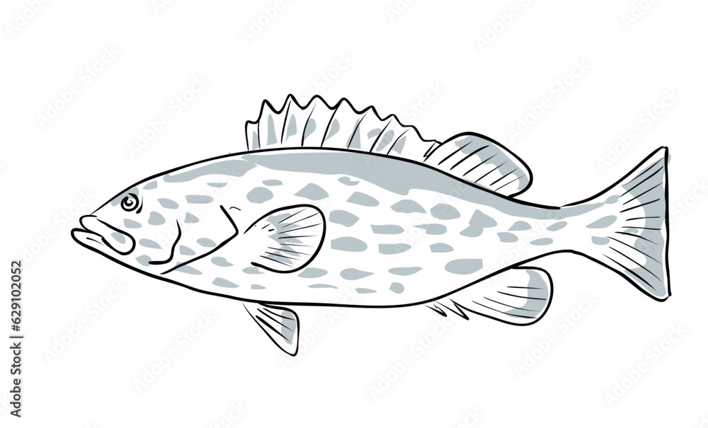 Fototapeta premium Cartoon style drawing sketch illustration of a yellowfin grouper or Mycteroperca venenosa fish of the Gulf of Mexico on isolated white background.