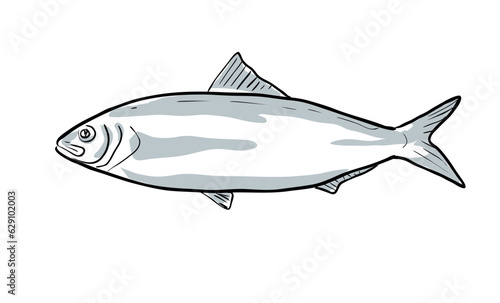 Cartoon style drawing sketch illustration of a Alabama shad or Alosa alabamae fish of the Gulf of Mexico on isolated white background.
