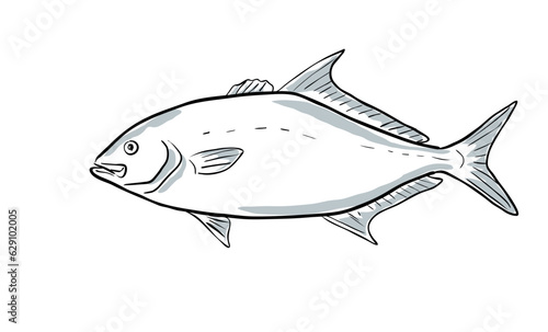 Cartoon style drawing sketch illustration of a longfin yellowtail or Seriola rivoliana, almaco , silvercoat jack, yellow kingfish fish of the Gulf of Mexico on isolated white background.
