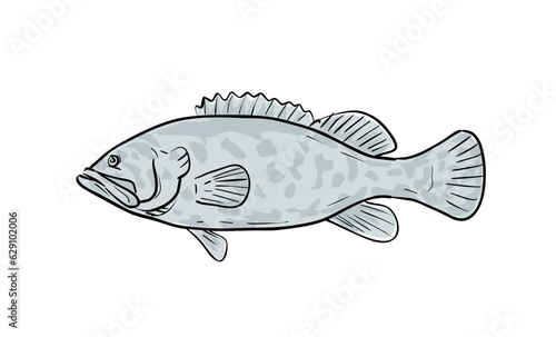Cartoon style drawing sketch illustration of a Atlantic Goliath Grouper or Epinephelus itajara, Jewfish fish of the Gulf of Mexico on isolated white background.
