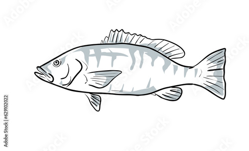 Cartoon style drawing sketch illustration of a cubera snapper or Lutjanus cyanopterus fish of the Gulf of Mexico on isolated white background.
 photo