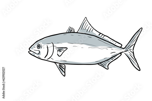 Cartoon style drawing sketch illustration of a Banded Rudderfish or Seriola Zonata fish of the Gulf of Mexico on isolated white background. 