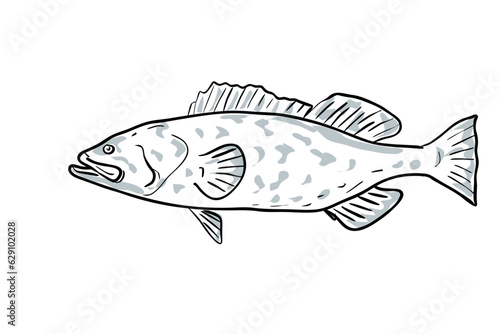 Cartoon style drawing sketch illustration of a Gag Grouper, Mycteroperca microlepis, Grouper, Copper belly, Charcoal belly fish of the Gulf of Mexico on isolated white background.
