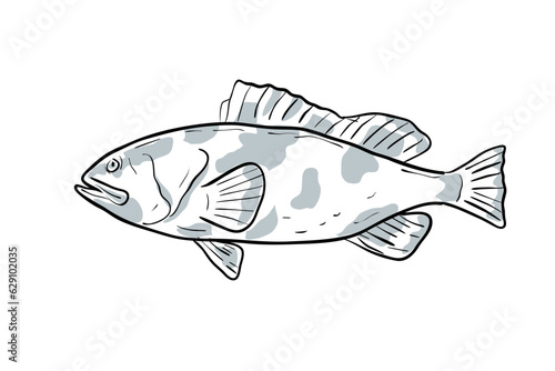 Cartoon style drawing sketch illustration of a Red Grouper or Epinephelus morio, Grouper, Cherna americana, Negre fish of the Gulf of Mexico on isolated white background.
