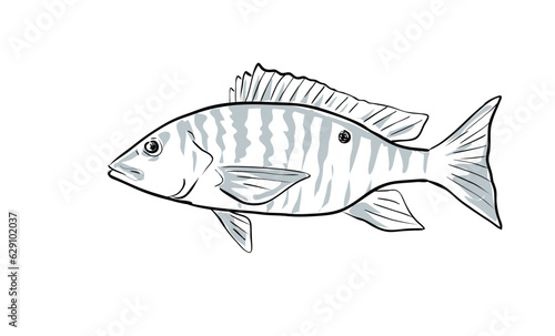 Cartoon style drawing sketch illustration of a mutton snapper or Lutjanus analis fish of the Gulf of Mexico on isolated white background.
 photo