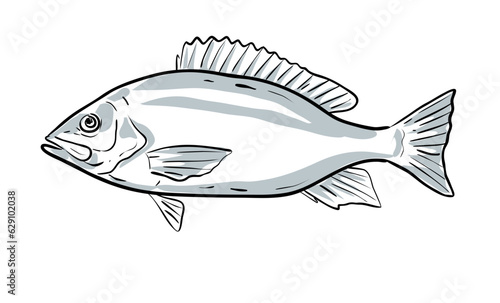Cartoon style drawing sketch illustration of a Red Snapper or Lutjanus campechanus fish of the Gulf of Mexico on isolated white background.

