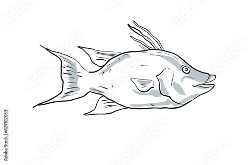 Cartoon style drawing sketch illustration of a Hogfish or Lachnolaimus Maximus fish of the Gulf of Mexico on isolated white background. 