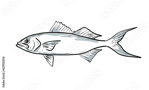 Cartoon style drawing sketch illustration of a queen snapper or Etelis oculatus fish of the Gulf of Mexico on isolated white background.
