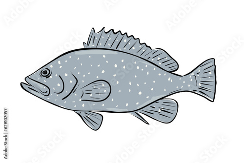 Cartoon style drawing sketch illustration of a speckled hind or Epinephelus drummondhayi fish of the Gulf of Mexico on isolated white background.
