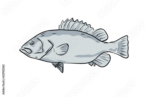 Cartoon style drawing sketch illustration of a snowy grouper or Hyporthodus niveatus fish of the Gulf of Mexico on isolated white background. 