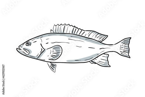 Cartoon style drawing sketch illustration of a yellowmouth grouper or Mycteroperca interstitialis fish of the Gulf of Mexico on isolated white background.

