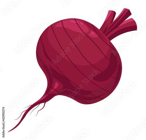 Beetroot vegetable, organic natural ripe veggie