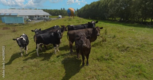 Wallpaper Mural Aerial: cows on farm. Otorohanga, Waikato, New Zealand Torontodigital.ca