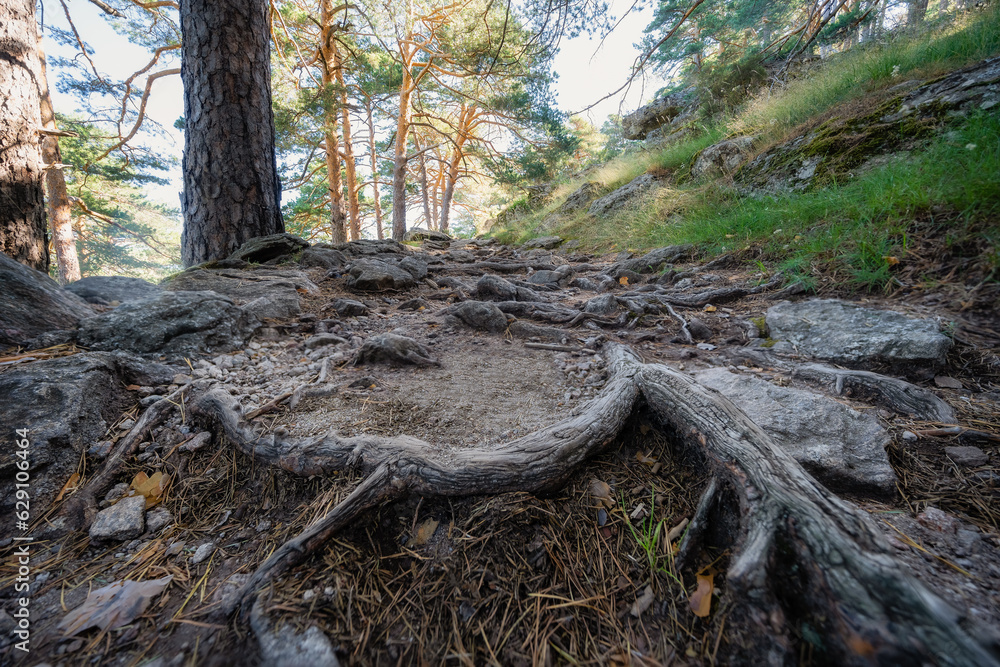 Enchanted forest path with large roots of trees coming out of the ground, Sierra de Guadarrama, Madrid. Enchanted forest path with large roots of trees coming out of the ground, Sierra de Guadarrama, Madrid.