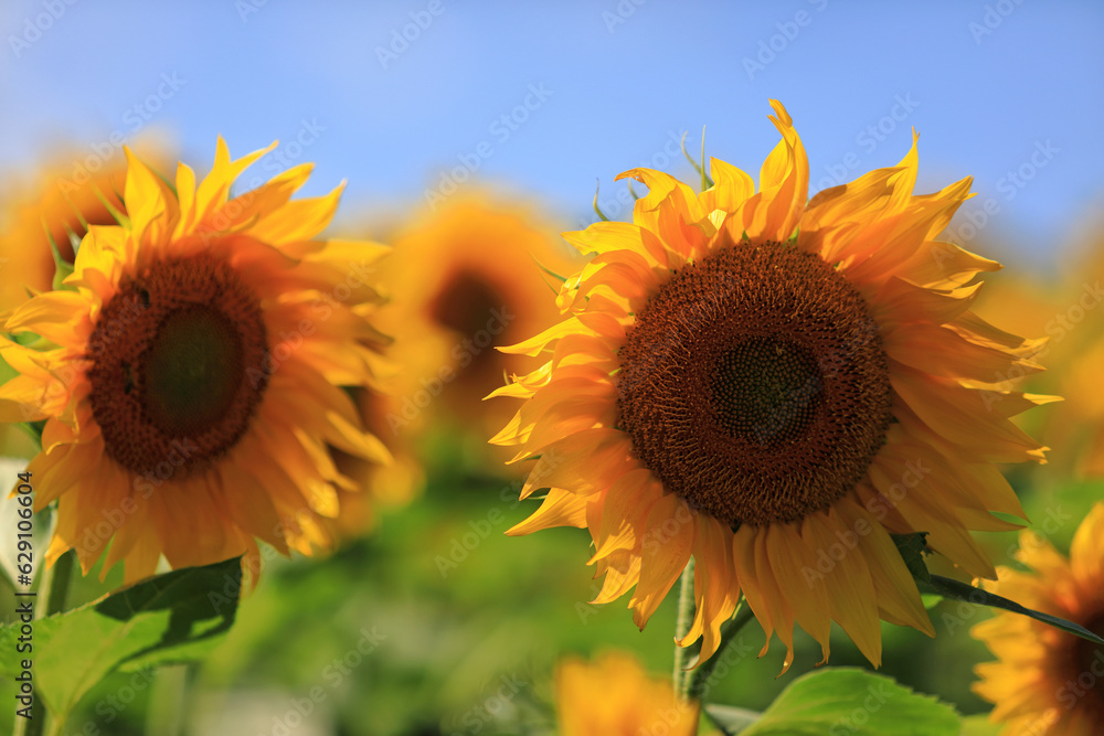 incredibly beautiful sunflowers in the field