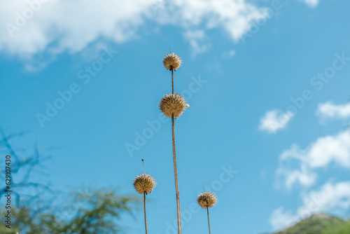 Leonotis nepetifolia, ( klip dagga, Christmas candlestick, or lion's ear), is a species of plant in the genus Leonotis and the family Lamiaceae (mint). Diamond Head Crater, Honolulu, Oahu, Hawaii photo