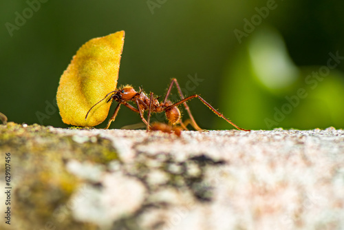 Worker leafcutter ant [Atta cephalotes] cutting a leaf of Arachis pintoi, an inedible peanut. Between her jaws she has a drop of liquid, the purpose of which is still under discussion among scientists photo