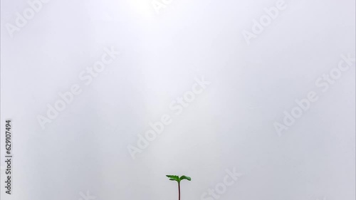 Marijuana Plant Growing Time Lapse TIGHT