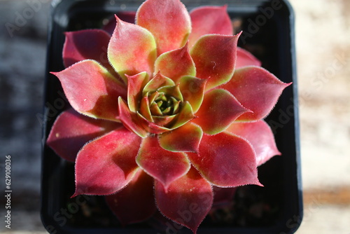 rojnik Monika Sempervivum photo