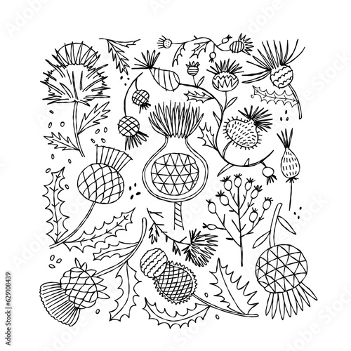 Milk Thistle flowers. Silymarin. Vector botanical illustration