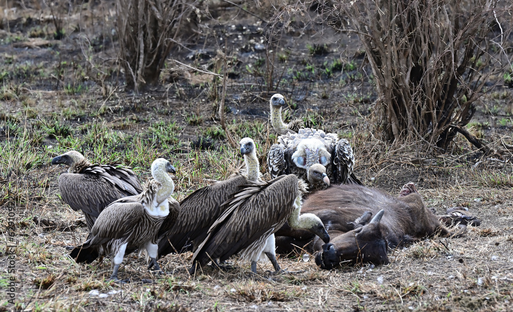 Fototapeta premium Vultures in feeding frenzy on carcass