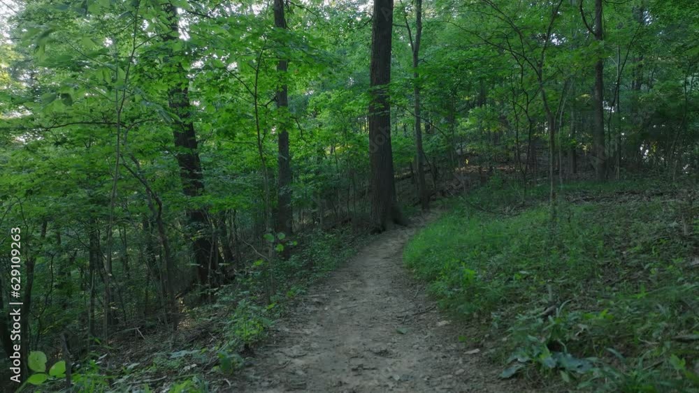 Slowly rising up from the floor of a nature trail in the forest. Slow-motion. Slowly rising up from the floor of a nature trail in the forest. Slow-motion.
