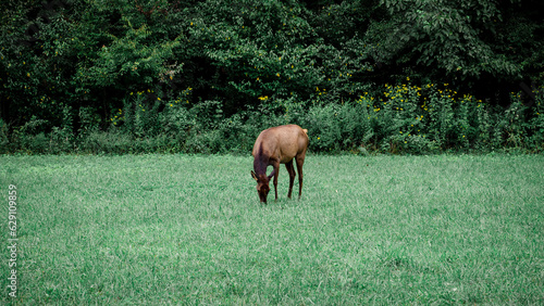 elk in the meadow