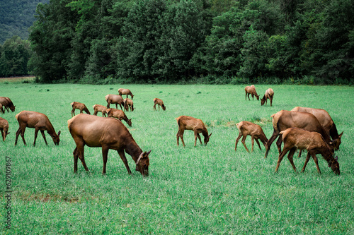 Fototapeta Naklejka Na Ścianę i Meble -  herd of elk