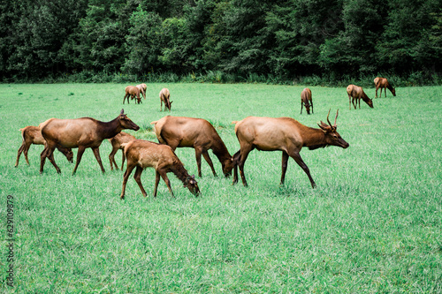 elk in the grass © Shayna