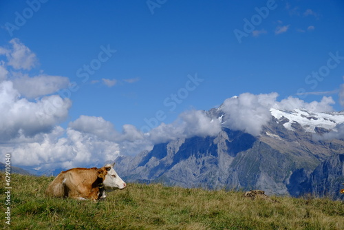 cows and alps © Terry