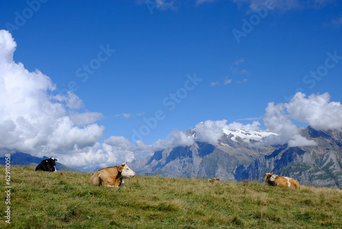 cows and alps