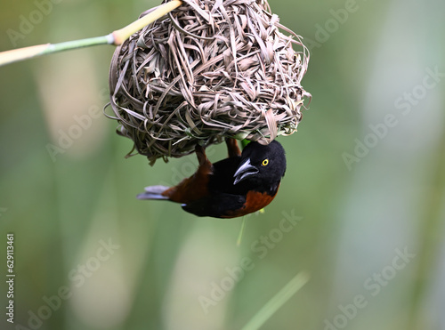 The chestnut-and-black weaver (Ploceus castaneofuscus) building nest in the park. It is found in West Africa from Sierra Leone to southern Nigeria.  photo