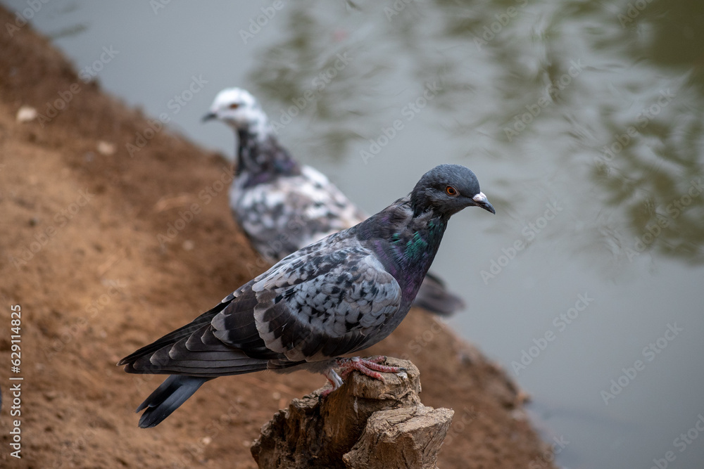 pigeon view on a branch by the river