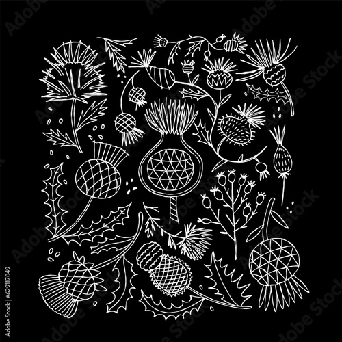 Milk Thistle flowers. Silymarin. Vector botanical illustration