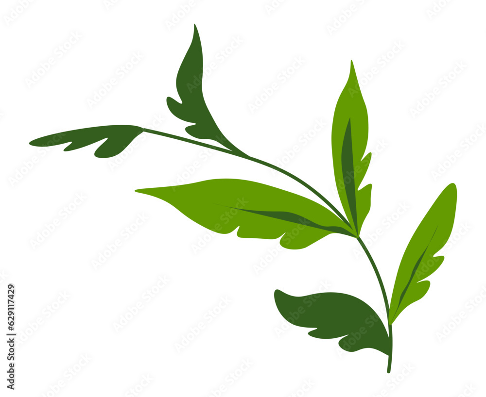 Flora and botany, branch with lush foliage vector