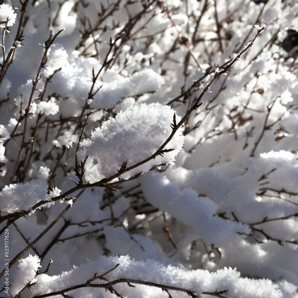 Close-up view of snow-covered bush in winter forest Close-up view of snow-covered bush in winter forest