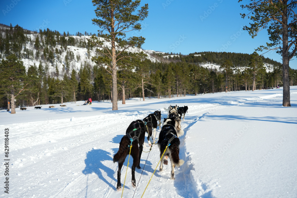 Sibirische Husky Schlittenhunde in Alta Norwegen im Winter