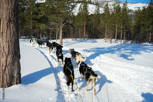 Sibirische Husky Schlittenhunde in Alta Norwegen im Winter