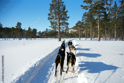 Fotografia Sibirische Husky Schlittenhunde in Alta Norwegen im Winter